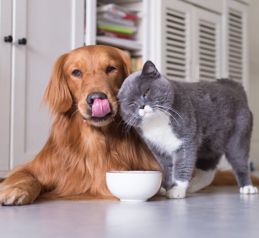 Best Food For Your Pets 1